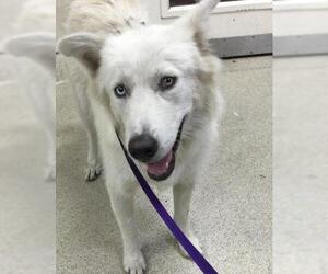 Great Pyrenees-Huskies  Mix Dogs for adoption in Riverside, CA, USA