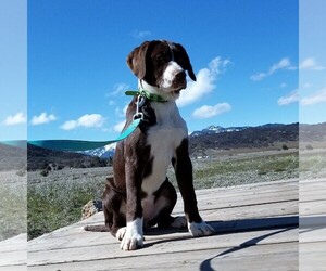 Lab-Pointer Dogs for adoption in Yreka, CA, USA