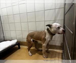 American Pit Bull Terrier Dogs for adoption in Derwood, MD, USA