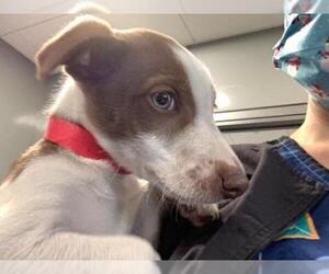 Australian Terrier Dogs for adoption in San Martin, CA, USA