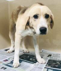 Great Pyrenees Dogs for adoption in Clarkesville, GA, USA
