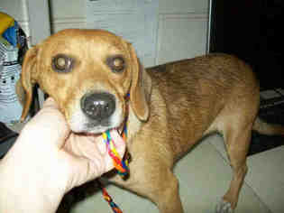 Medium Photo #1 Doxle Puppy For Sale in Georgetown, TX, USA