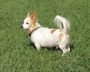 Pembroke Welsh Corgi-Unknown Mix Dogs for adoption in Fletcher, NC, USA