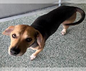 Beagle Dogs for adoption in Salisbury, NC, USA