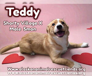 Labrador Retriever-Unknown Mix Dogs for adoption in Anchorage, AK, USA