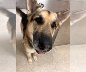 German Shepherd Dog Dogs for adoption in Riverside, CA, USA