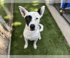 Mutt Dogs for adoption in Chula Vista, CA, USA