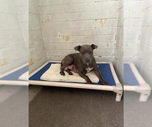 American Pit Bull Terrier Dogs for adoption in Stockton, CA, USA