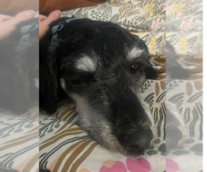 Zuchon Dogs for adoption in Plymouth, MN, USA