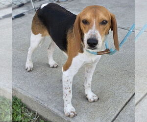Beagle Dogs for adoption in Batavia, OH, USA
