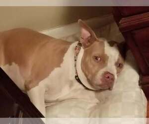 Mutt Dogs for adoption in Oakhurst, NJ, USA