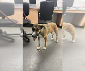 German Shepherd Dog-Unknown Mix Dogs for adoption in Corpus Christi, TX, USA