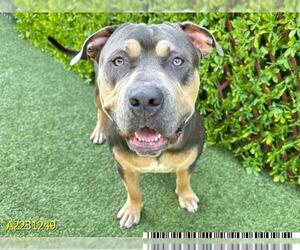 American Bulldog-Rottweiler Mix Dogs for adoption in West Palm Beach, FL, USA