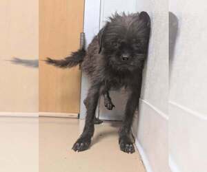 Mutt Dogs for adoption in New York, NY, USA