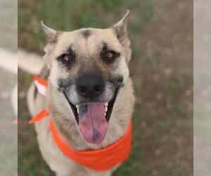 German Shepherd Dog-Unknown Mix Dogs for adoption in San Antonio, TX, USA