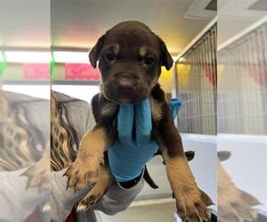 Labrador Retriever-Unknown Mix Dogs for adoption in San Antonio, TX, USA