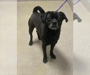 Pug-Unknown Mix Dogs for adoption in Las Vegas, NV, USA