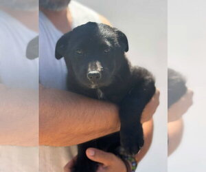 Mutt Dogs for adoption in San Diego, CA, USA