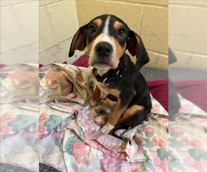 Beagle-Unknown Mix Dogs for adoption in Brewster, MA, USA
