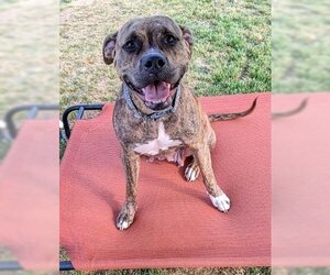 Boxer Dogs for adoption in Decatur, GA, USA