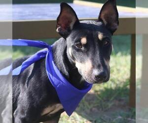 Bull Terrier-Unknown Mix Dogs for adoption in San Antonio, TX, USA