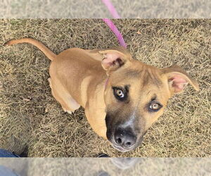 American Pit Bull Terrier-Unknown Mix Dogs for adoption in Decatur, IL, USA