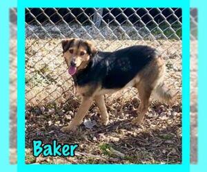 Beagle-Unknown Mix Dogs for adoption in Jasper, IN, USA