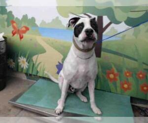 Bullboxer Pit Dogs for adoption in Waco, TX, USA