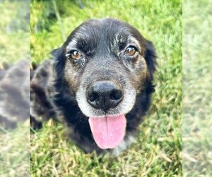 Pembroke Welsh Corgi-Spaniel Mix Dogs for adoption in Matthews, NC, USA