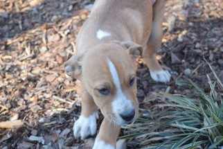 Medium Photo #1 Boxer-German Shepherd Dog Mix Puppy For Sale in SHERBURNE, NY, USA