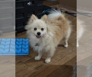 Pomeranian Dogs for adoption in Holly Springs, NC, USA