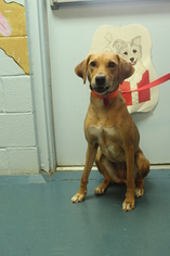 English Foxhound Dogs for adoption in Waynesboro, PA, USA