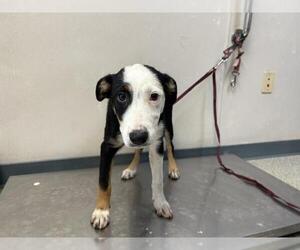 Border Collie-Unknown Mix Dogs for adoption in Visalia, CA, USA