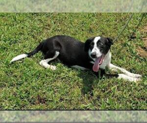 Borador Dogs for adoption in New Smyrna Beach, FL, USA
