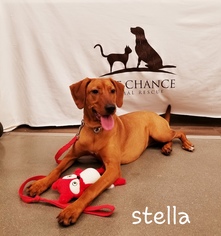 Redbone Coonhound Dogs for adoption in Southampton, NY, USA