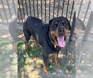 Rottweiler Dogs for adoption in Riverside, CA, USA