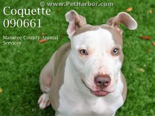 American Bulldog Dogs for adoption in Palmetto, FL, USA