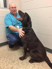 Labrador Retriever Dogs for adoption in Cedar Rapids, IA, USA