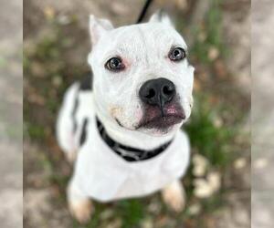 American Pit Bull Terrier-Unknown Mix Dogs for adoption in Texas City, TX, USA