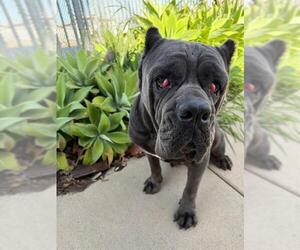 Mutt Dogs for adoption in Chula Vista, CA, USA