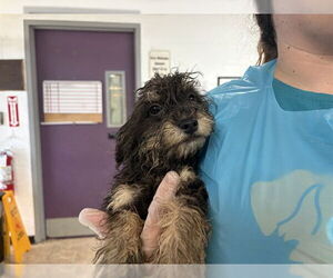 Poodle (Miniature)-Unknown Mix Dogs for adoption in Raleigh, NC, USA