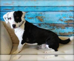 Medium Photo #3 Basset Hound-Unknown Mix Puppy For Sale in Bardstown, KY, USA