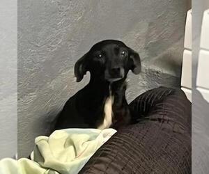 Medium Photo #8 Chihuahua Puppy For Sale in San Diego, CA, USA