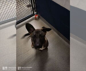 Mutt Dogs for adoption in Sterling, MA, USA