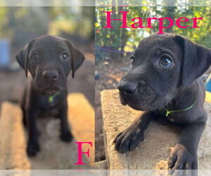 Labrador Retriever Dogs for adoption in FRAMINGHAM, MA, USA