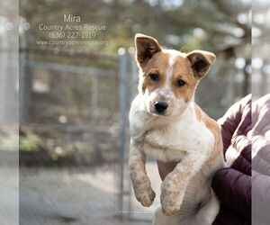 Mutt Dogs for adoption in Manchester, MO, USA