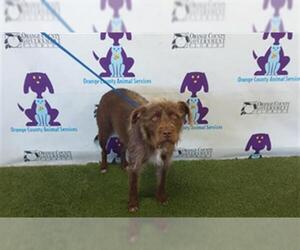 Carolina Dog-Welsh Terrier Mix Dogs for adoption in Orlando, FL, USA