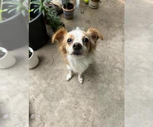 Mutt Dogs for adoption in San Antonio, TX, USA