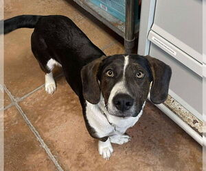 Basset Hound-Unknown Mix Dogs for adoption in Bolivar, MO, USA