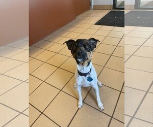 Jack Russell Terrier Dogs for adoption in Cedar Rapids, IA, USA